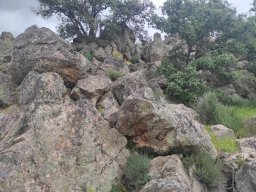 Flora del Cerro Masatrigo